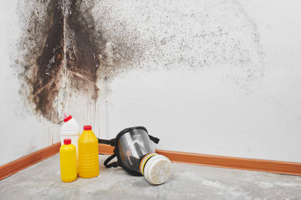 Best Office Mold Removal Services  in Andrews, IN