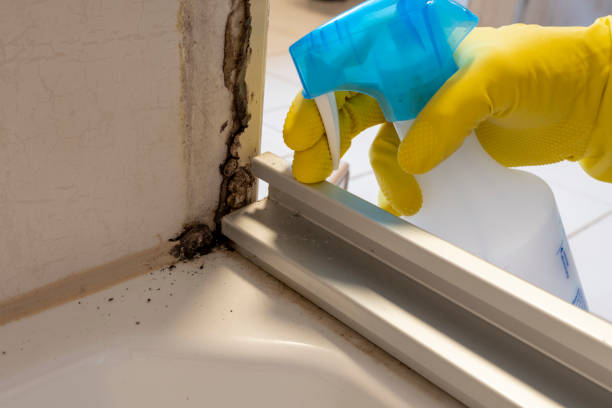 Best Emergency Mold Removal  in Andrews, IN