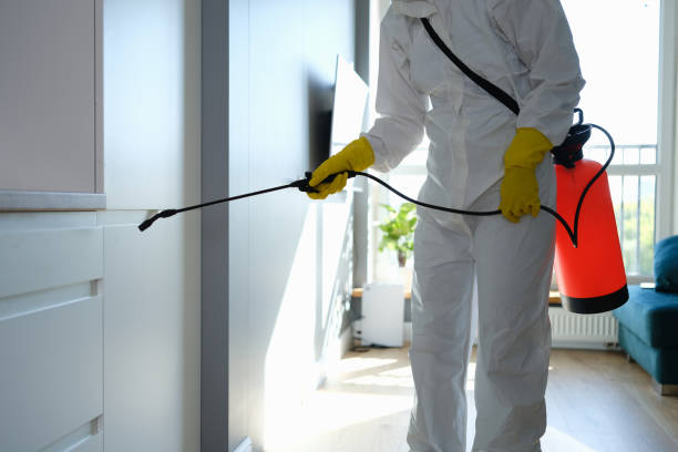 Best Black Mold Removal  in Andrews, IN