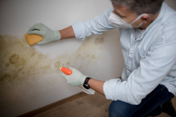 Best Local Mold Removal Service  in Andrews, IN