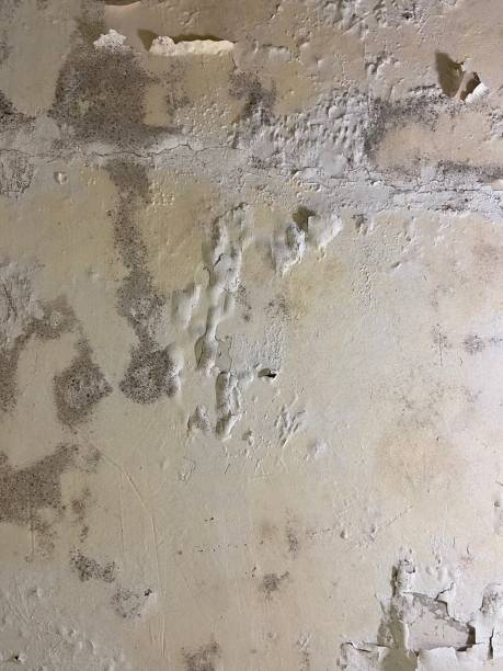 Mold Removal Process in Andrews, IN