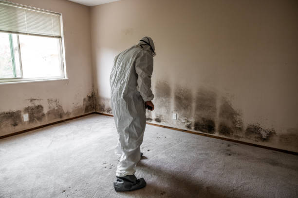 Best Emergency Mold Removal  in Andrews, IN
