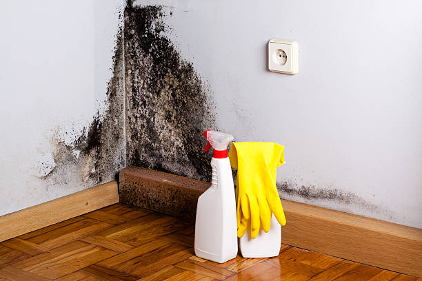 Best Affordable Mold Removal  in Andrews, IN