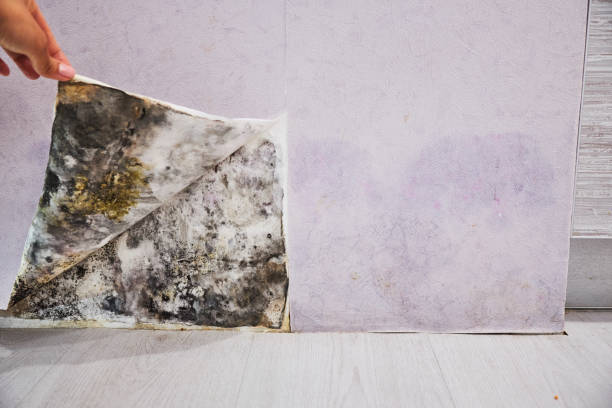 Best Best Mold Removal Companies  in Andrews, IN